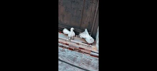 حمام هزاز نخب اول شغال ميه ميه - 2