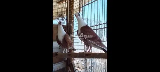فراخ حمام - 2