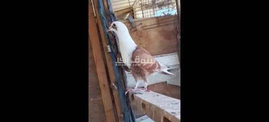 فراخ حمام - 3