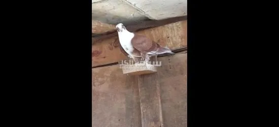 فراخ حمام - 4