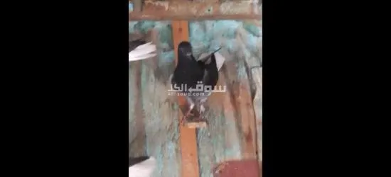 فراخ حمام - 5