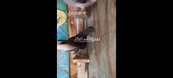 فراخ حمام - 6