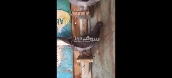فراخ حمام - 8