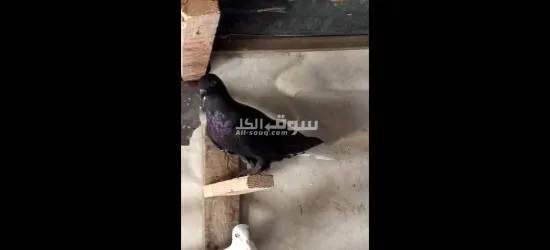 فراخ حمام - 9