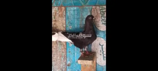 فراخ حمام - 10