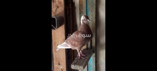 فراخ حمام - 11