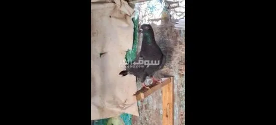 فراخ حمام - 12