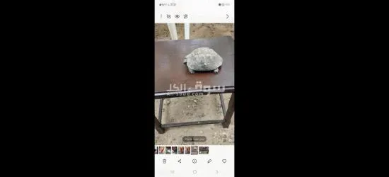 سلحفاة برية - 1