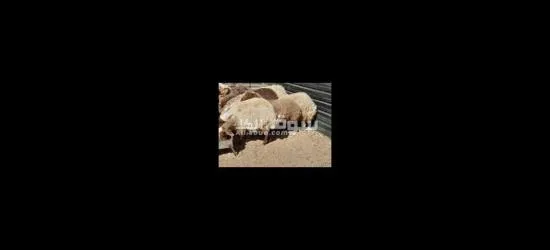 حلال بلدي - 2