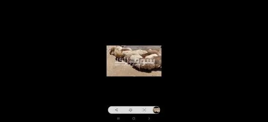 حلال بلدي - 3