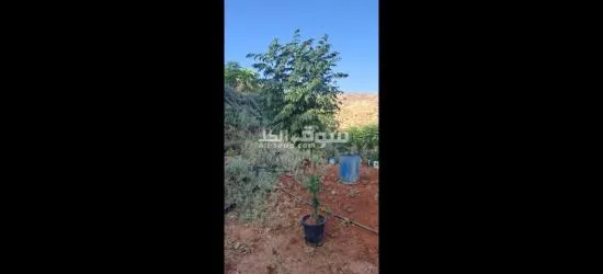 اليادوده شارع مادبا