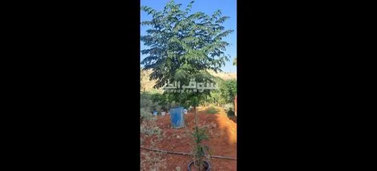 اليادوده شارع مادبا - 2