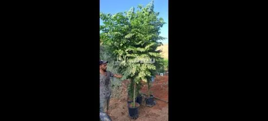 اليادوده شارع مادبا - 3