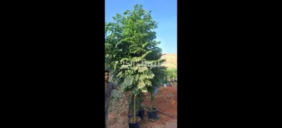 اليادوده شارع مادبا - 4