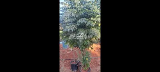 اليادوده شارع مادبا - 5