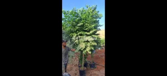 اليادوده شارع مادبا - 6