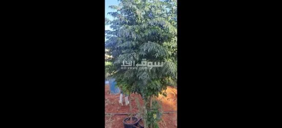 اليادوده شارع مادبا - 7