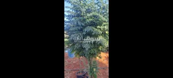 اليادوده شارع مادبا - 8