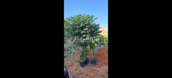 اليادوده شارع مادبا - 9