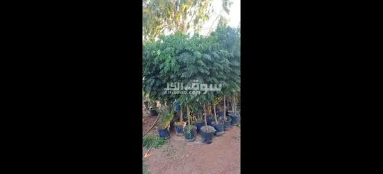 اليادوده شارع مادبا - 10