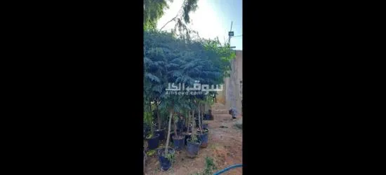 اليادوده شارع مادبا - 11