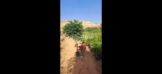اليادوده شارع مادبا - 12