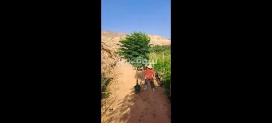 اليادوده شارع مادبا - 13