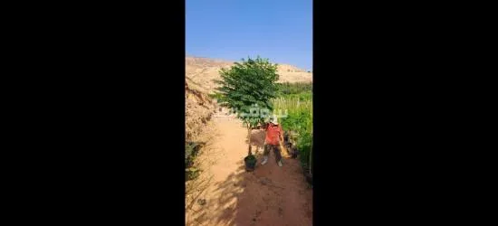 اليادوده شارع مادبا - 14