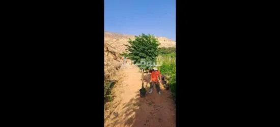 اليادوده شارع مادبا - 15