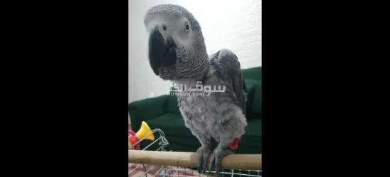 كاسكو متكلم للبيع