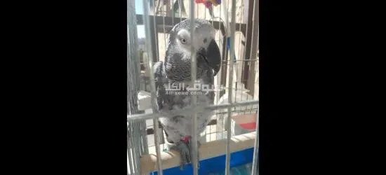 كاسكو متكلم للبيع - 2