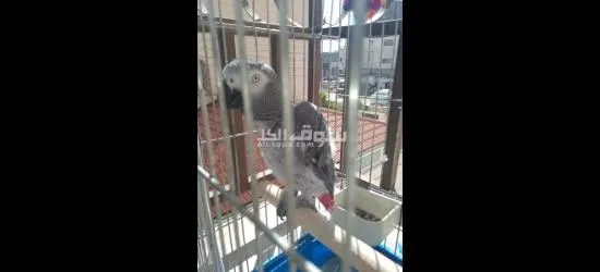 كاسكو متكلم للبيع - 3