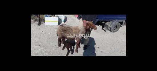 نعجة ريشة الحبه وراها خروف صحه تب التب