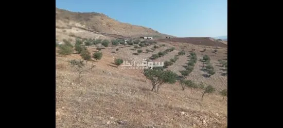 ارض في عجلون منطقة راجب مفروزه في قوشان مستقل مزروعه بالكامل شجر زيتون مثمر