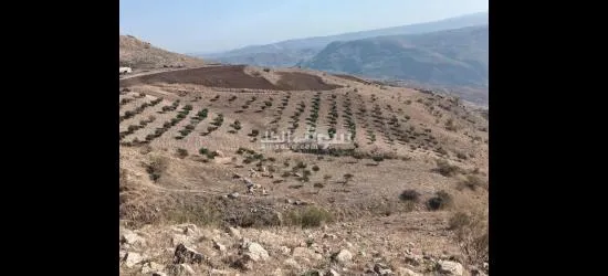 ارض في عجلون منطقة راجب مفروزه في قوشان مستقل مزروعه بالكامل شجر زيتون مثمر - 2