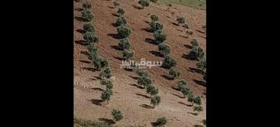 ارض في عجلون منطقة راجب مفروزه في قوشان مستقل مزروعه بالكامل شجر زيتون مثمر - 3