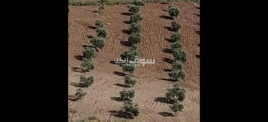 ارض في عجلون منطقة راجب مفروزه في قوشان مستقل مزروعه بالكامل شجر زيتون مثمر - 4