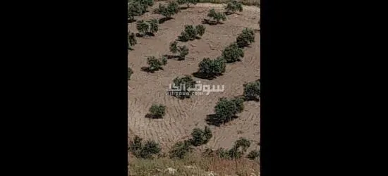 ارض في عجلون منطقة راجب مفروزه في قوشان مستقل مزروعه بالكامل شجر زيتون مثمر - 8