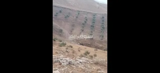 ارض في عجلون منطقة راجب مفروزه في قوشان مستقل مزروعه بالكامل شجر زيتون مثمر - 9