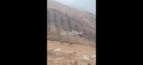 ارض في عجلون منطقة راجب مفروزه في قوشان مستقل مزروعه بالكامل شجر زيتون مثمر - 10