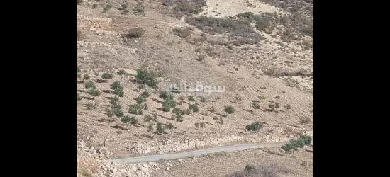 ارض في عجلون منطقة راجب مفروزه في قوشان مستقل مزروعه جزء منها شجر الزيتون بعل - 2