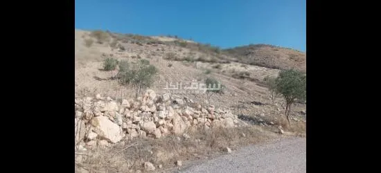 ارض في عجلون منطقة راجب مفروزه في قوشان مستقل مزروعه جزء منها شجر الزيتون بعل - 4