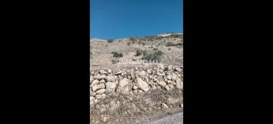 ارض في عجلون منطقة راجب مفروزه في قوشان مستقل مزروعه جزء منها شجر الزيتون بعل - 6