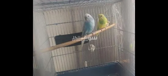 طيور حب شغالات للبيع