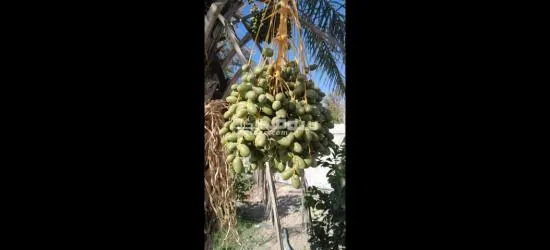 شاليه مع اطلالة خلابة قريب من منطقة السلط قريب من جميع الخدمات 0775440592 - 12