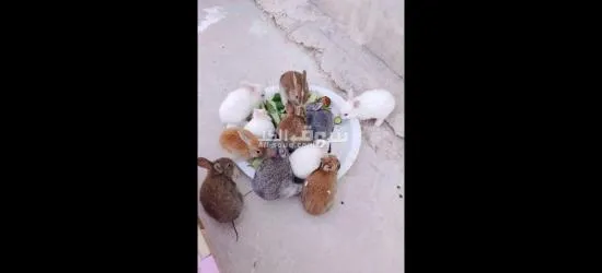 ارانب كيوت للبيع صحه ممتازه جدا تربيه منزل