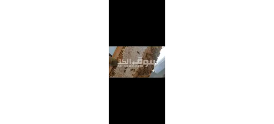 عسل بلدي مكفول 2025 - 5