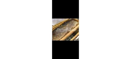 عسل بلدي مكفول 2025 - 10