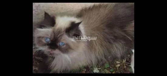 قطة هملايا بيور بيكي فيس،شوكلت للبيع بسعر نار