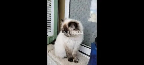 قطة هملايا بيور بيكي فيس،شوكلت للبيع بسعر نار - 2